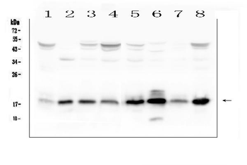 Anti-TIMM17A Antibody