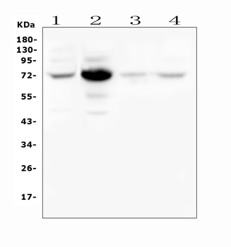Anti-WEE1 Antibody