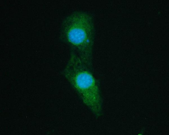 Anti-SHP2/PTPN11 Antibody (monoclonal, 2E6)