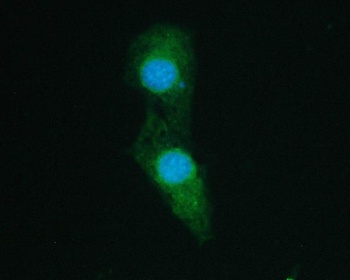 SHP2/PTPN11 Antibody (monoclonal, 2E6)