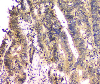 Anti-SHP2/PTPN11 Antibody (monoclonal, 2E6)