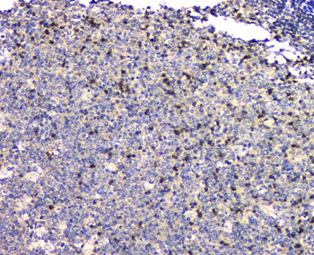 Anti-SHP2/PTPN11 Antibody (monoclonal, 2E6)