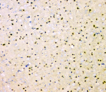 Anti-SHP2/PTPN11 Antibody (monoclonal, 2E6)