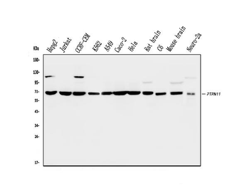 Anti-SHP2/PTPN11 Antibody (monoclonal, 2E6)