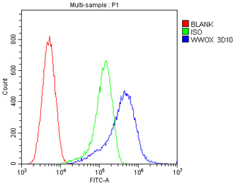 WWOX Antibody (monoclonal, 3D10)