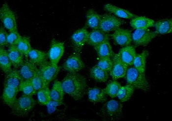 Anti-WWOX Antibody (monoclonal, 3D10)