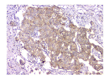 Anti-WWOX Antibody (monoclonal, 3D10)