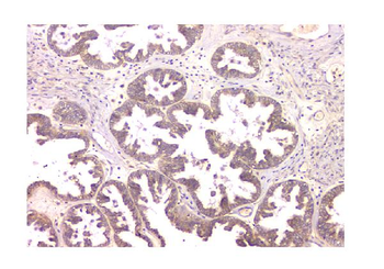 Anti-WWOX Antibody (monoclonal, 3D10)