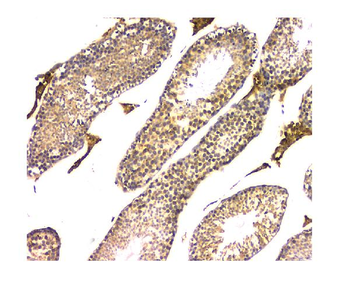 Anti-WWOX Antibody (monoclonal, 3D10)