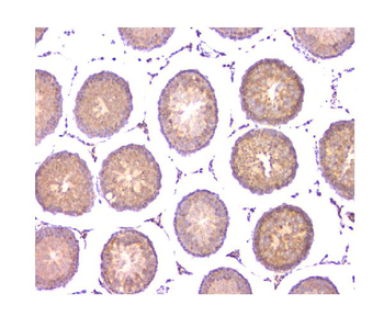 Anti-WWOX Antibody (monoclonal, 3D10)