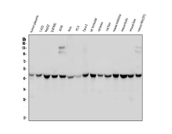 Anti-WWOX Antibody (monoclonal, 3D10)