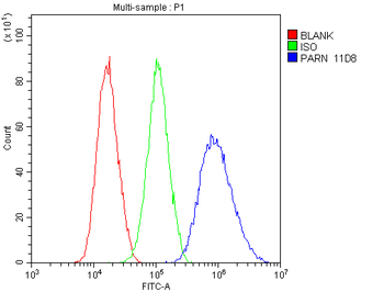 Anti-PARN Antibody (monoclonal, 11D8)