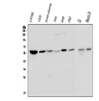 Optineurin/OPTN Antibody (monoclonal, 3D8)