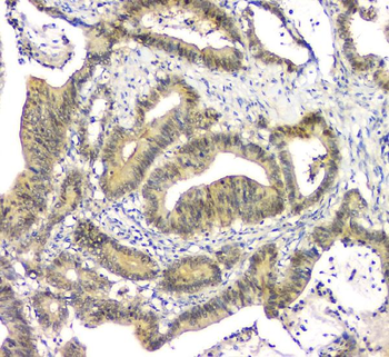 Anti-EIF6 Antibody (monoclonal, 2I11)