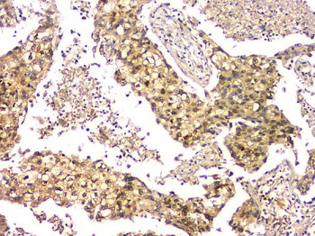 Anti-EIF6 Antibody (monoclonal, 2I11)