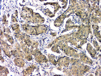 Anti-EIF6 Antibody (monoclonal, 2I11)