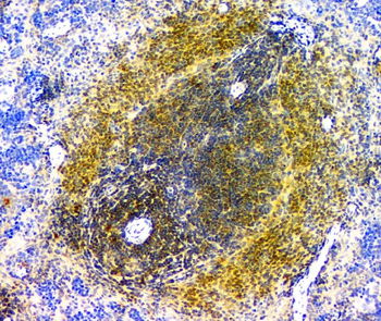 Anti-EIF6 Antibody (monoclonal, 2I11)