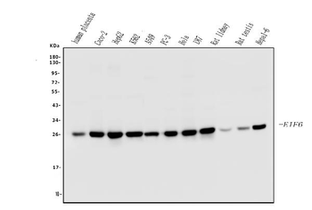 Anti-EIF6 Antibody (monoclonal, 2I11)