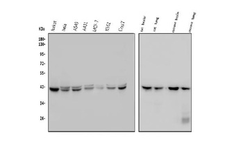 GNAQ Antibody (monoclonal, 13H4)