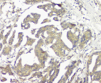 GNAQ Antibody (monoclonal, 13H4)