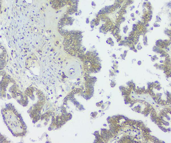 GNAQ Antibody (monoclonal, 13H4)