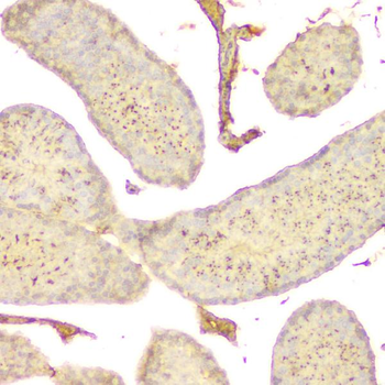 GNAQ Antibody (monoclonal, 13H4)