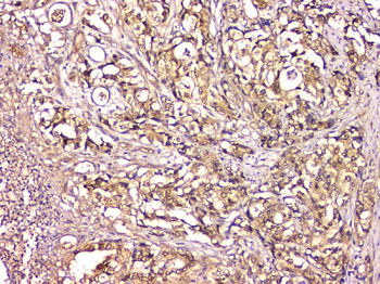 Anti-CA2 Antibody (monoclonal, 10E11)