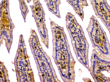 Anti-CA2 Antibody (monoclonal, 10E11)