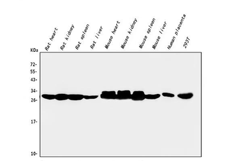 Anti-CA2 Antibody (monoclonal, 10E11)