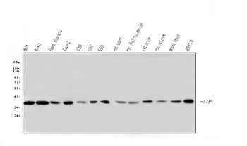ARA9/AIP Antibody (monoclonal, 10G8)
