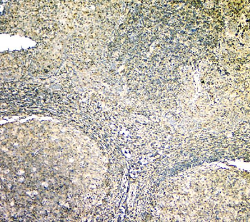 Anti-ARA9/AIP Antibody (monoclonal, 10G8)