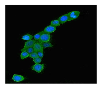 Anti-Rab5/RAB5A Antibody (monoclonal, 3E9)
