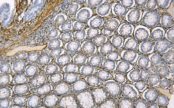 Anti-Caveolin-1/CAV1 Antibody (monoclonal, 12C7)