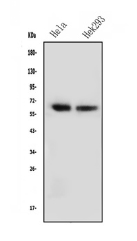 NFIA Antibody (monoclonal, 16H11)