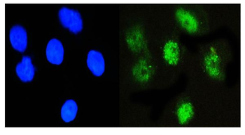 Anti-NFIA Antibody (monoclonal, 16H11)