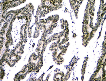 Anti-NFIA Antibody (monoclonal, 16H11)