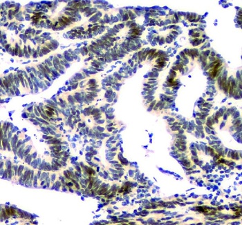 NFIA Antibody (monoclonal, 16H11)