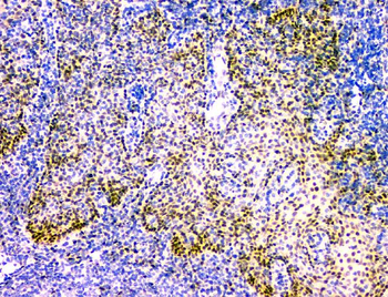 Anti-NFIA Antibody (monoclonal, 16H11)