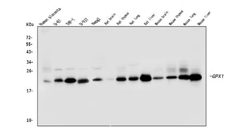 GPX1 Antibody (monoclonal, 8B10)
