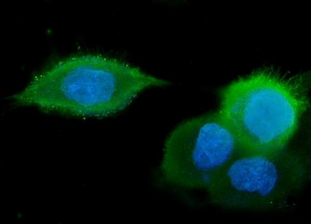 Anti-GM130 GOLGA2 Antibody (monoclonal, 4G3)