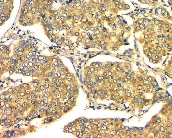 Anti-GM130 GOLGA2 Antibody (monoclonal, 4G3)