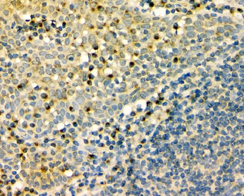 Anti-GM130 GOLGA2 Antibody (monoclonal, 4G3)