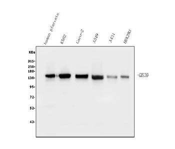 Anti-GM130 GOLGA2 Antibody (monoclonal, 4G3)