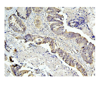 Anti-Caspase-3 Antibody (monoclonal, 8B6)