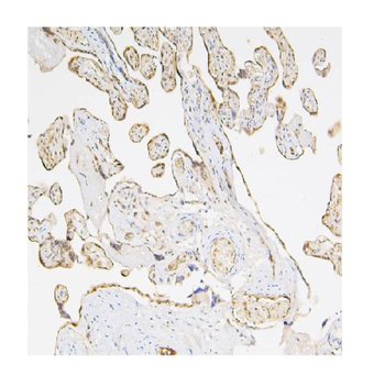 Anti-Caspase-3 Antibody (monoclonal, 8B6)