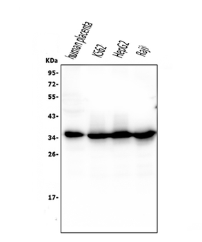 Anti-Caspase-3 Antibody (monoclonal, 8B6)