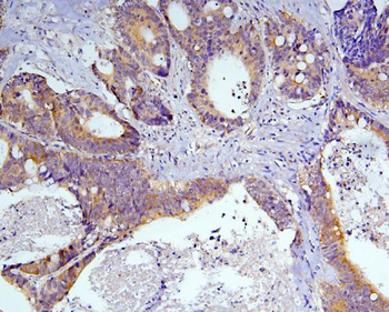 Anti-Caspase-3 Antibody (monoclonal, 15G8)