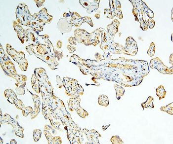 Anti-Caspase-3 Antibody (monoclonal, 15G8)