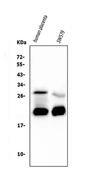 Anti-Caspase-3 Antibody (monoclonal, 15G8)