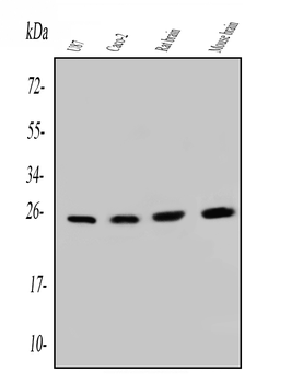 Anti-SNRPN Antibody (monoclonal, 6F12)